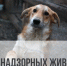 Отлов безнадзорных животных! - Кондопожский район
