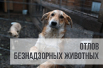Отлов безнадзорных животных!