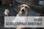 Внимание! Отлов безнадзорных животных!