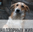 Отлов безнадзорных животных! - Кондопожский район